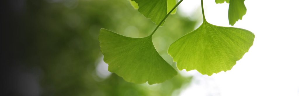 Ginkgo Biloba – Happy Herb Company