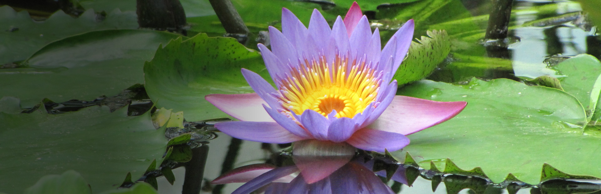 Blue Lily (Blue Lotus) Flowers – Blue Lily Healing