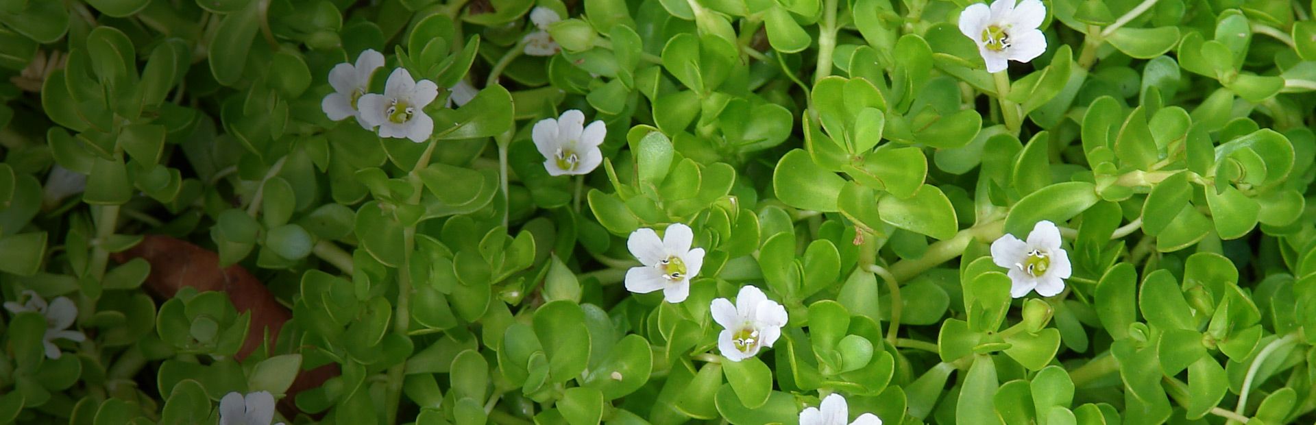 Brahma Bacopa monnieri Happy Herb Company