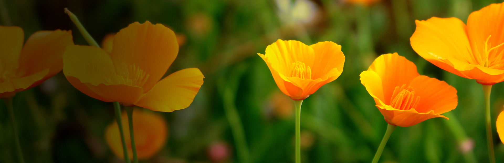 California Poppy Happy Herb Company