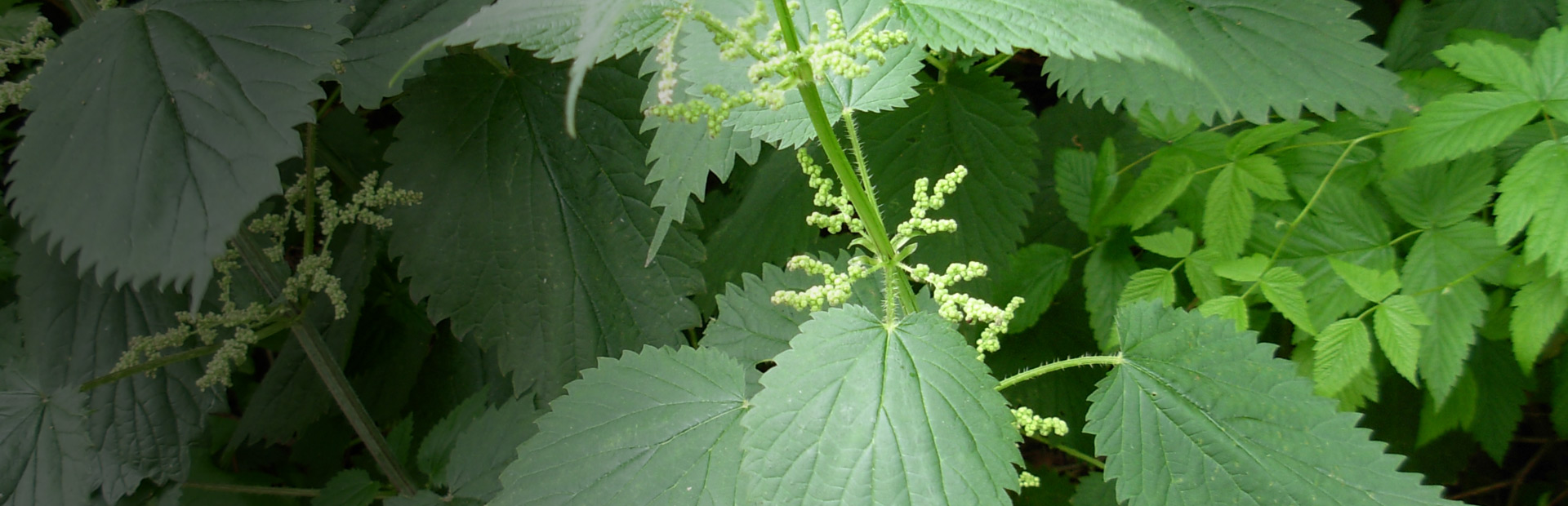 Крапива дикорастущее растение. Крапива двудомная (Urtica dioica). Urtica angustifolia крапива узколистная. Лопух мята крапива. Крапива двудомная плод орешек.