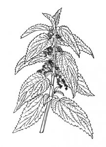 Common Nettle - Flowering plant