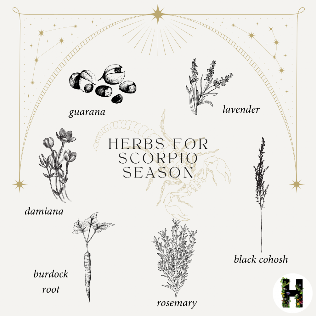 Herbs for Scorpio Season Happy Herb Company