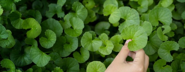 Hand picking Gotu Kola leaf