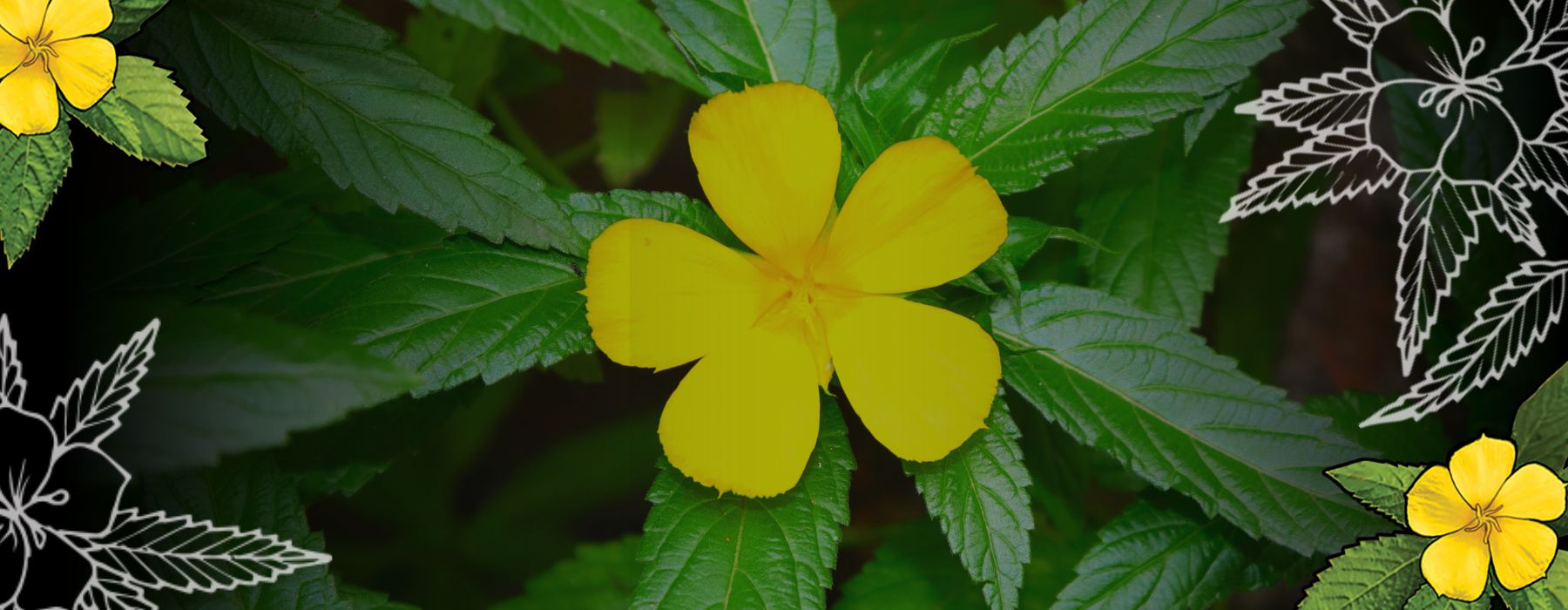 Discover the JOY of DAMIANA: Our favourite Happy Herb!