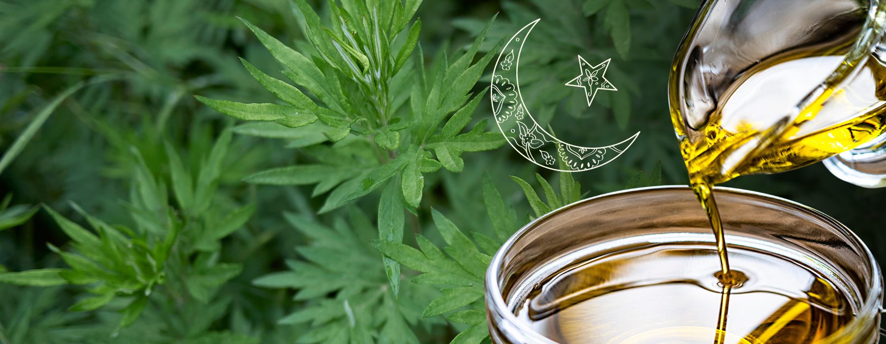 Mugwort Infused Oil - Happy Herb Company